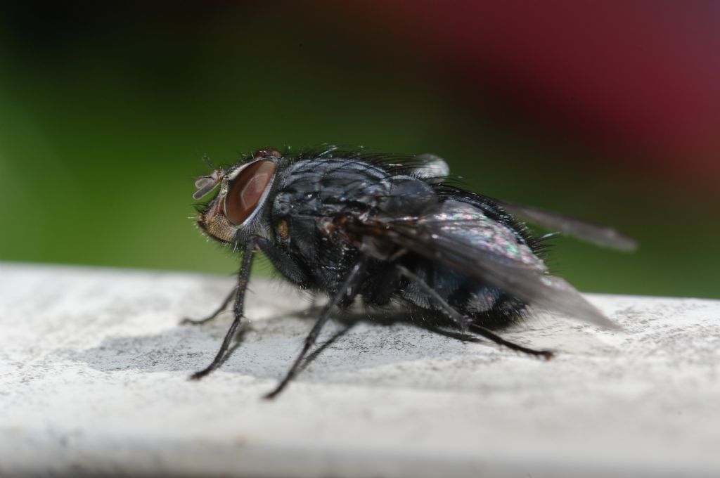 Maschio di Calliphora vicina